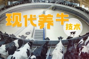 《现代养牛技术》省级精品在线课程