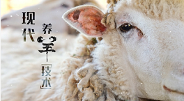 《现代养羊技术》省级精品在线课程